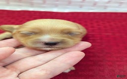 Cockapoo dogs for sale: Ruffnut - Image 9