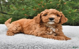 Mini Goldendoodle dogs for sale: Dakota - Image 17