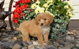 Bichpoo dogs for sale: Goldie - Image 2