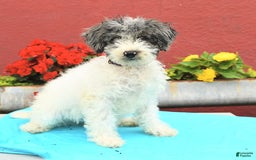 Miniature Poodle dogs for sale: Daisy - Image 10