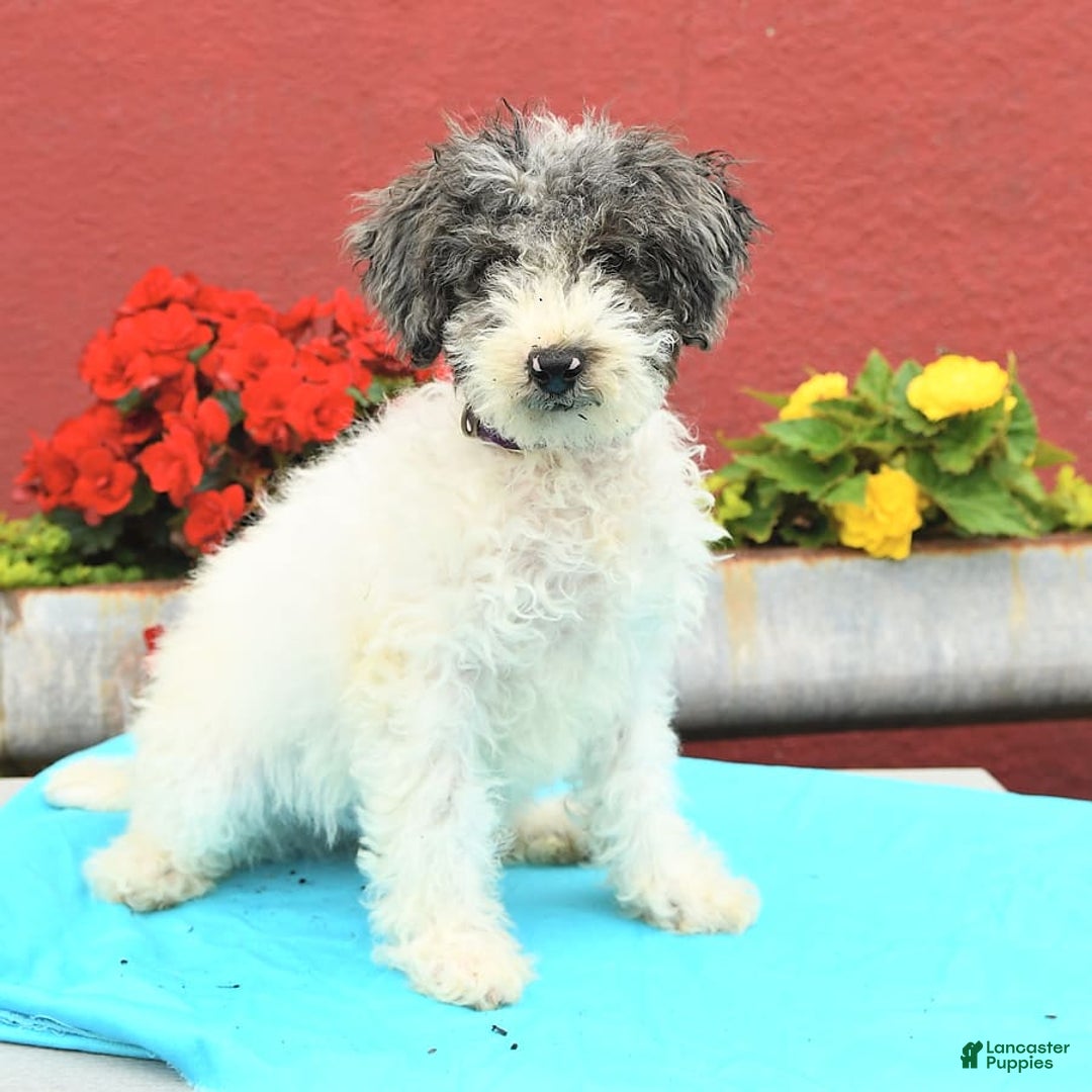 Miniature Poodle dogs for sale: Daisy - Image 10