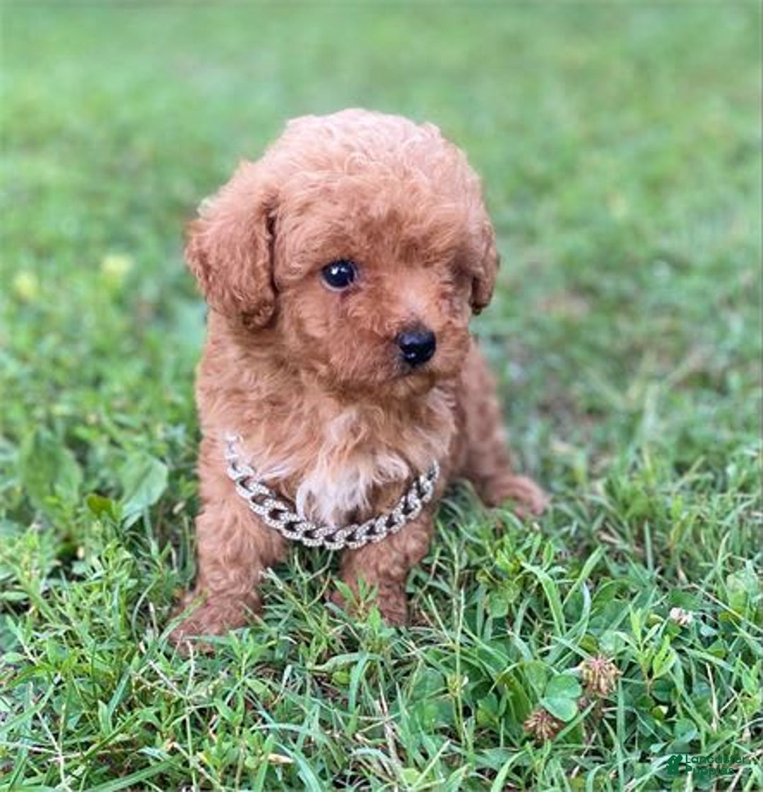 Toy Poodle dogs for sale: Prince - Image 3