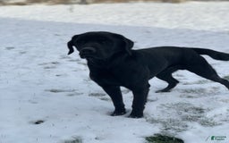 Labrador Retriever dogs for sale: Gunner - Image 9