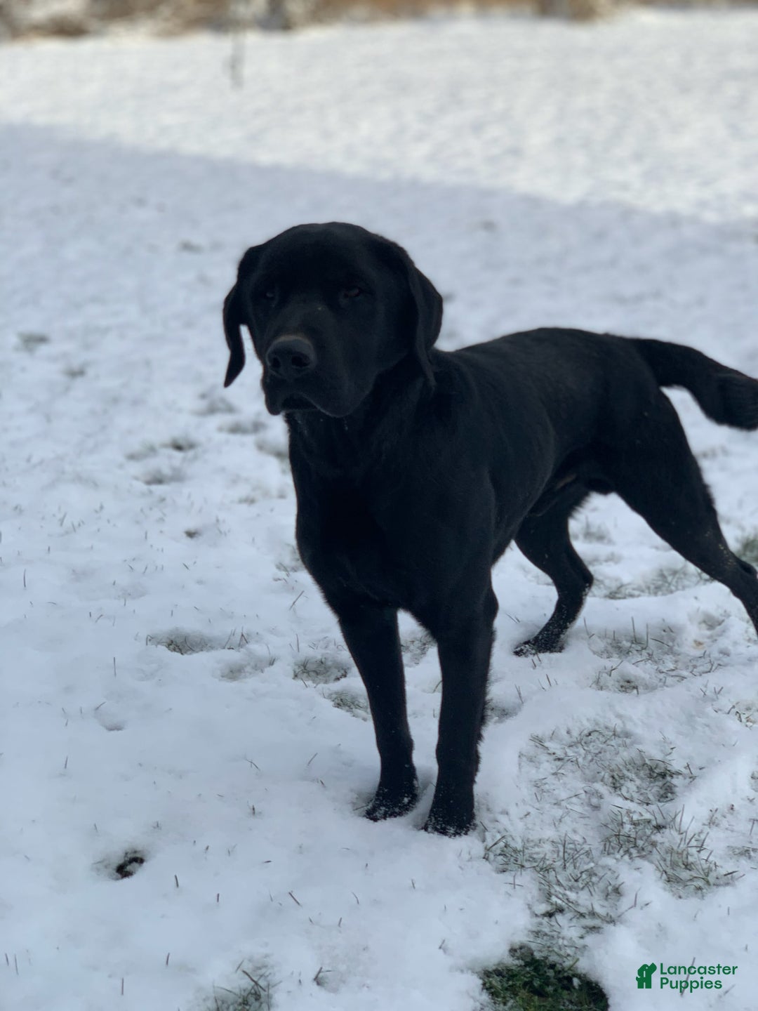Labrador Retriever dogs for sale: Gunner - Image 9