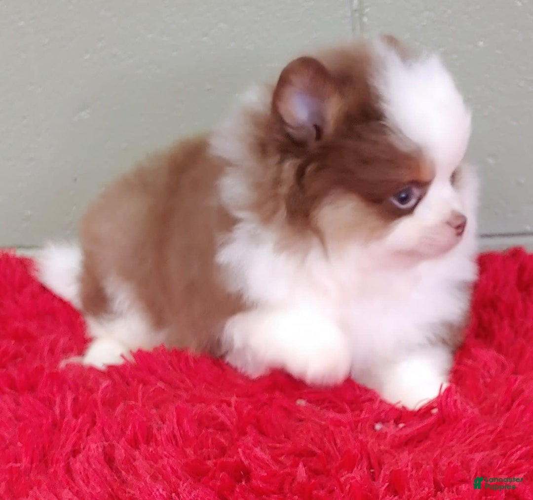 Pomeranian dogs for sale: Gunner - Image 3