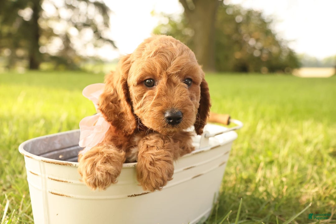 Mini Goldendoodle dogs for sale: Rosie - Image 11