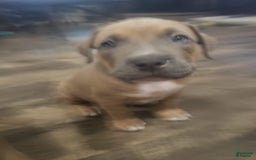 American Bully dogs for sale: Big Hoss - Image 179