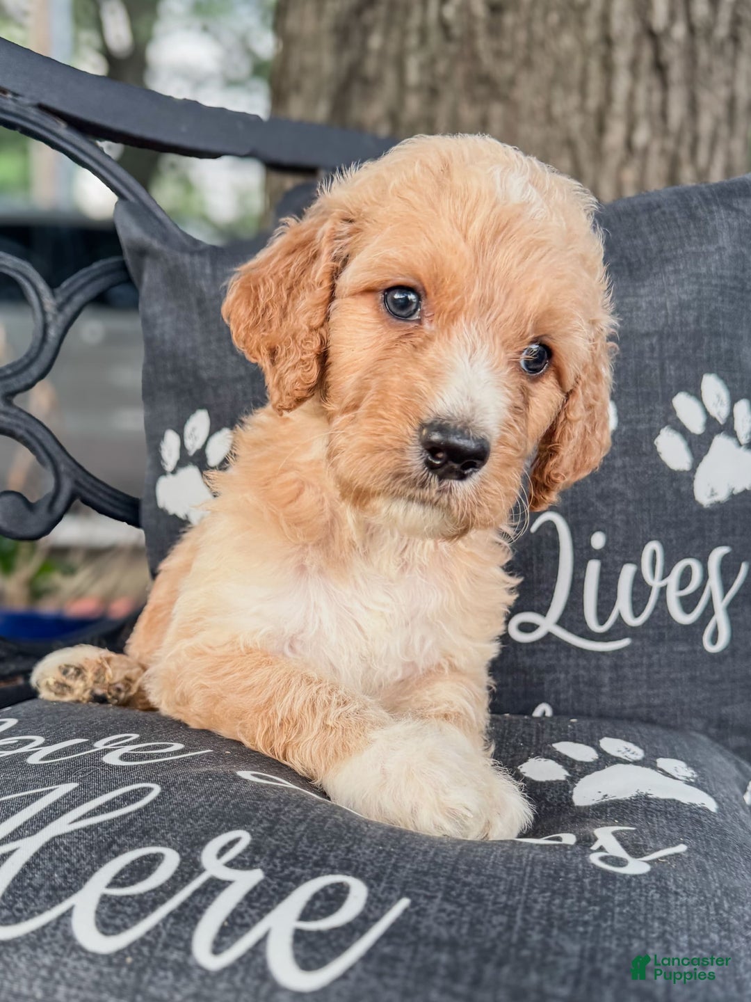 Irish Doodle dogs for sale: Merle - Image 1