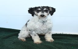 Cavapoo dogs for sale: Lux - Image 6