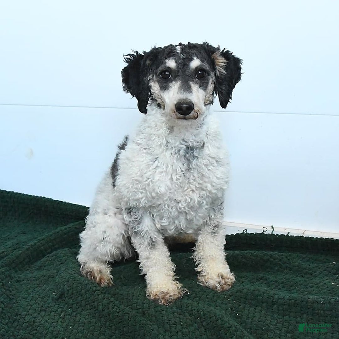 Cavapoo dogs for sale: Lux - Image 6