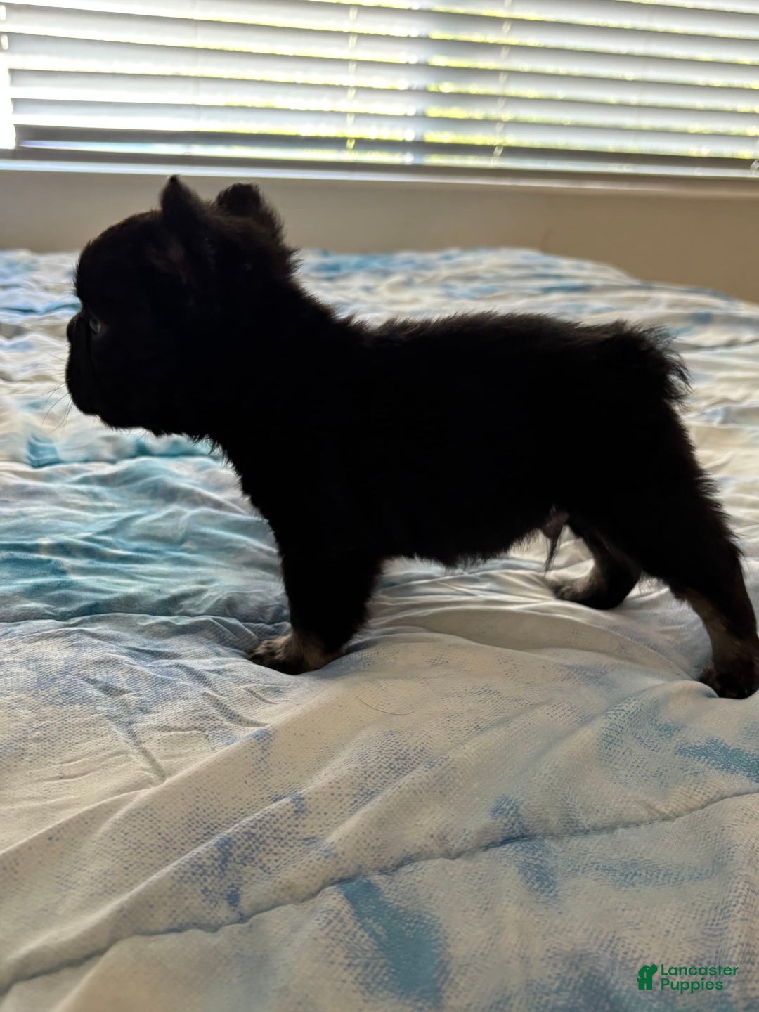 French Bulldog dogs for sale: Tank - Image 2