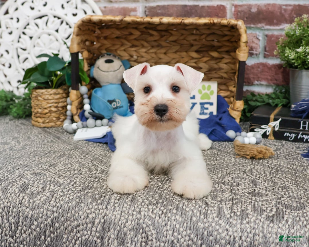 Miniature Schnauzer dogs for sale: Callum - Image 4