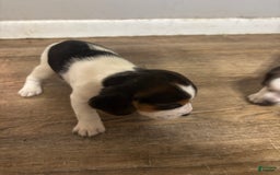 Beagle dogs for sale: Daisy - Image 4