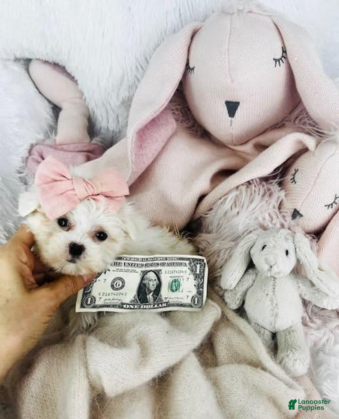 Maltese dogs for sale: Nady Teacup - Image 2