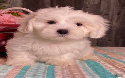 Havanese dogs for sale: Hank - Image 3