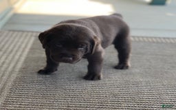 Labrador Retriever dogs for sale: Chloe - Image 5