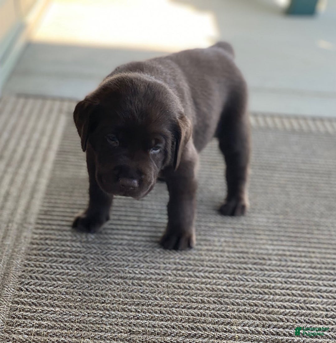 Labrador Retriever dogs for sale: Chloe - Image 5