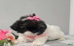 Shih Tzu dogs for sale: Tiny Tiff ❤️ - Image 24