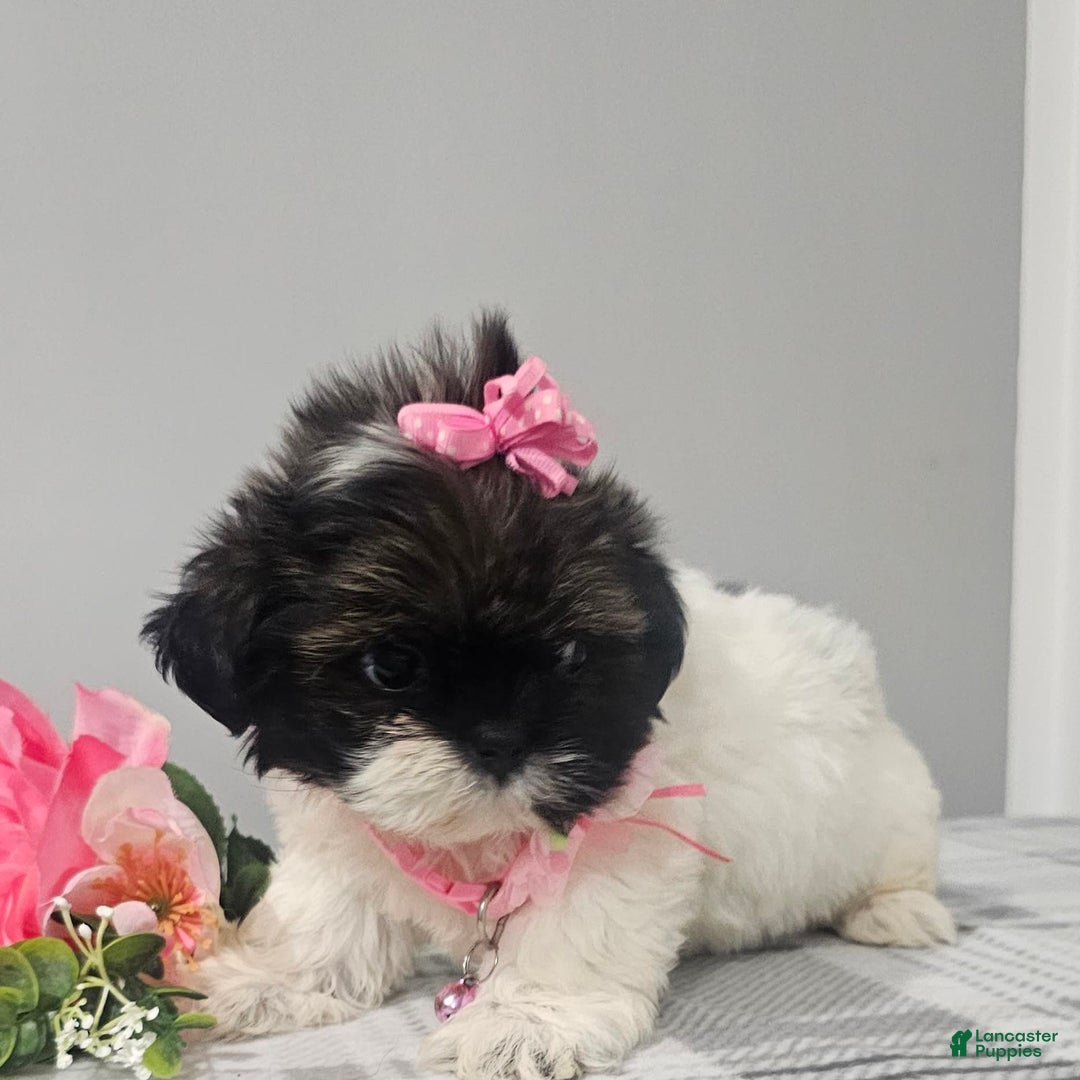 Shih Tzu dogs for sale: Tiny Tiff ❤️ - Image 24