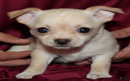Chihuahua dogs for sale: Ivy - Image 6