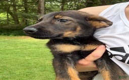 German Shepherd dogs for sale: Loki - Image 4