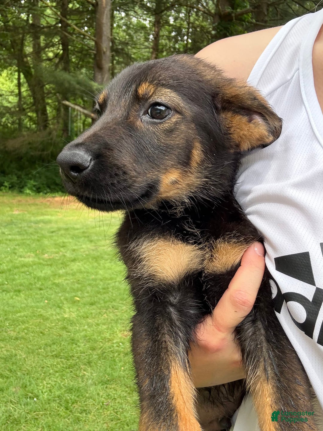 German Shepherd dogs for sale: Loki - Image 4