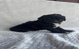 Mini Aussiedoodle dogs for sale: Hadley - Image 10