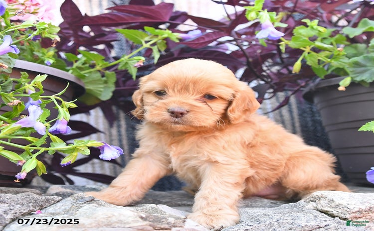 Cockapoo dogs for sale - Ad 3