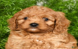 Cavapoo dogs for sale: Mandy - Image 8