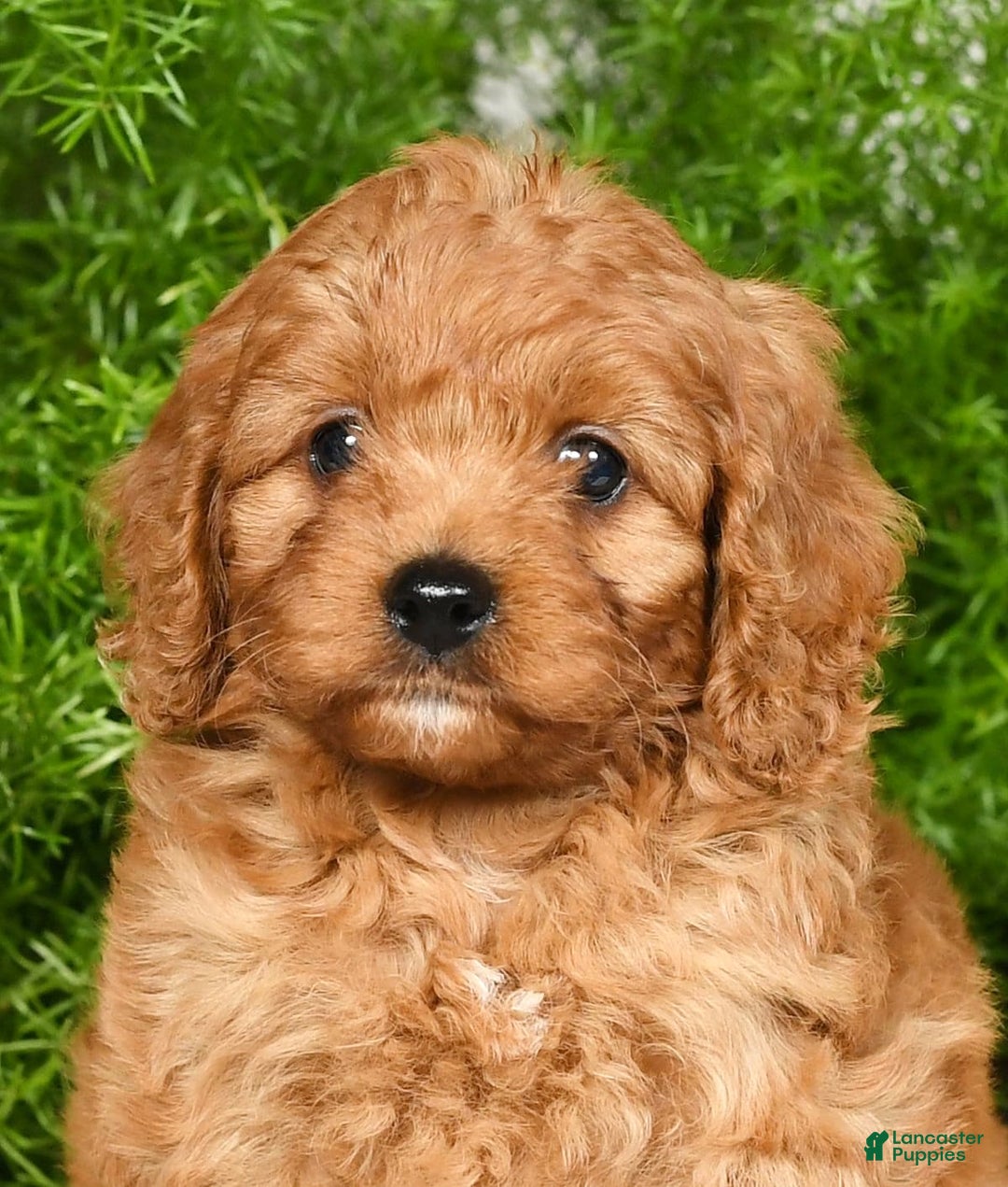 Cavapoo dogs for sale: Mandy - Image 8