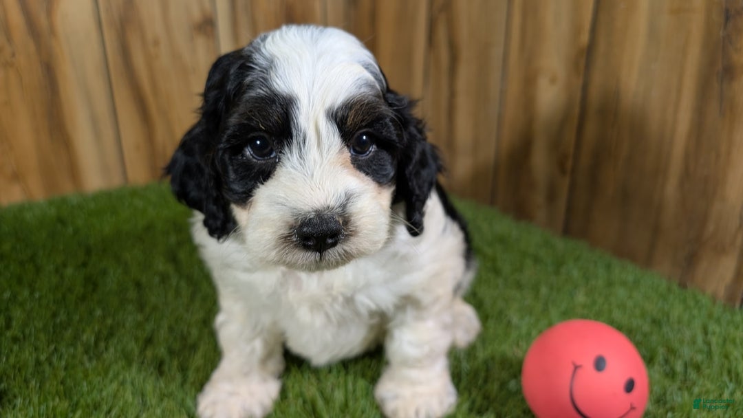 Cavapoo dogs for sale: Missy Girl 2 - Image 11