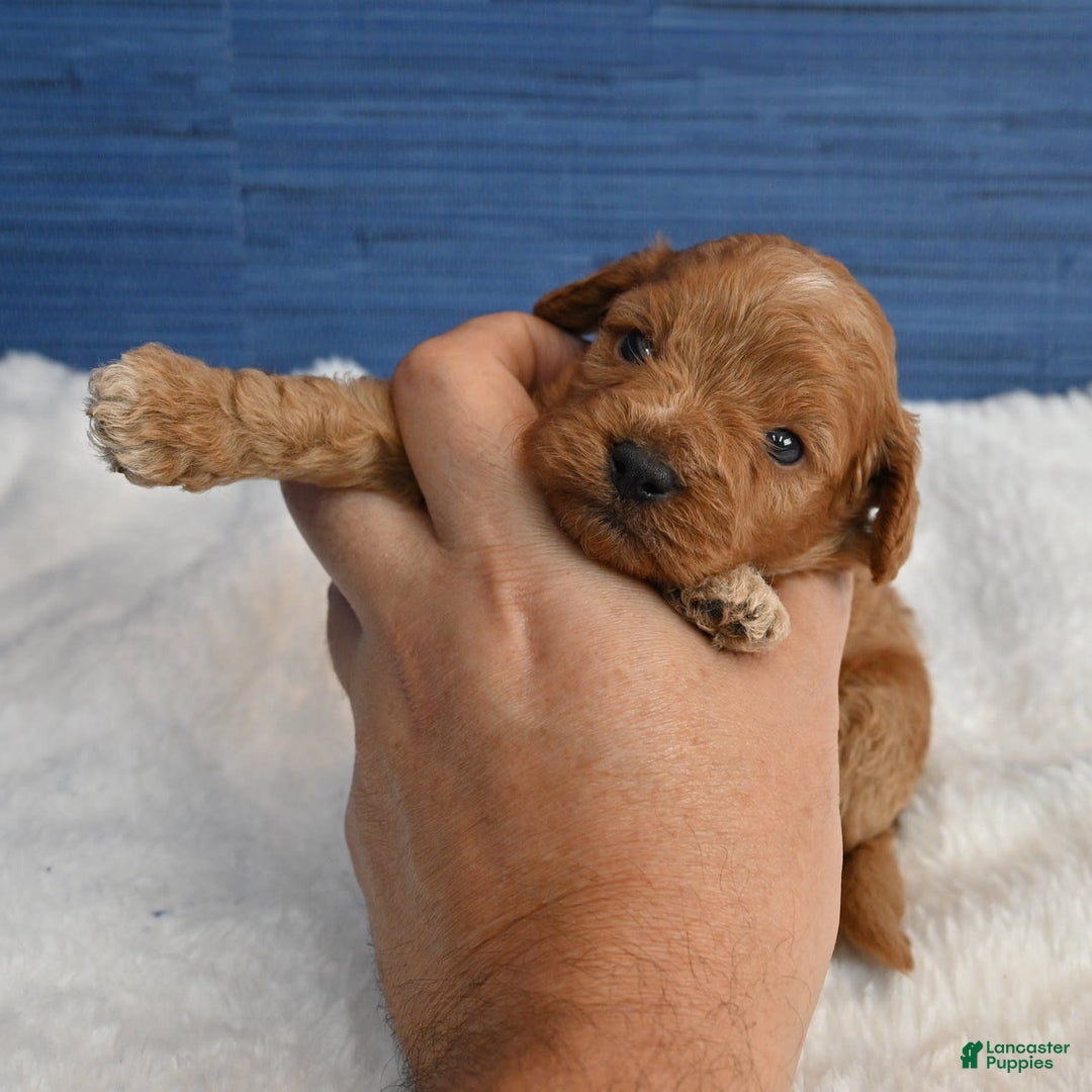 Cavapoo dogs for sale: Cavapoo 6 puppies - Image 39