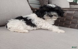 Havapoo dogs for sale: Jojo - Image 3