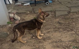 German Shepherd dogs for sale: Bella Liver Sable German Shepherd - Image 5
