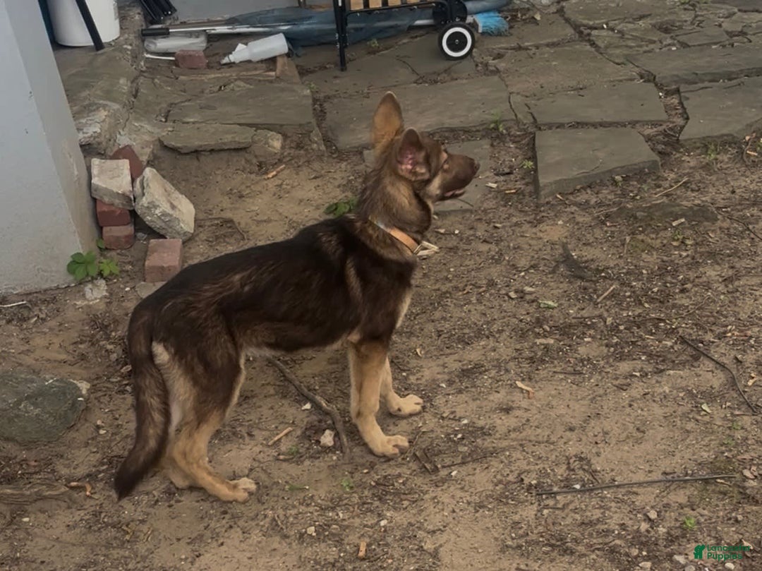 German Shepherd dogs for sale: Bella Liver Sable German Shepherd - Image 5