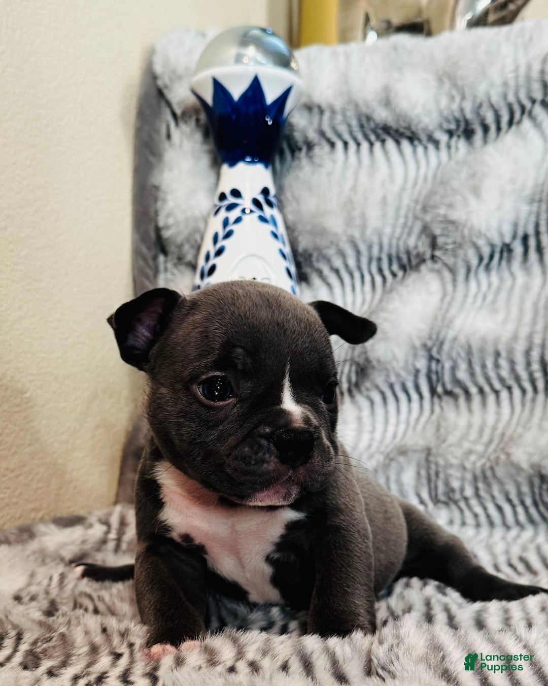 American Bully dogs for sale: Pretty Girl - Image 2
