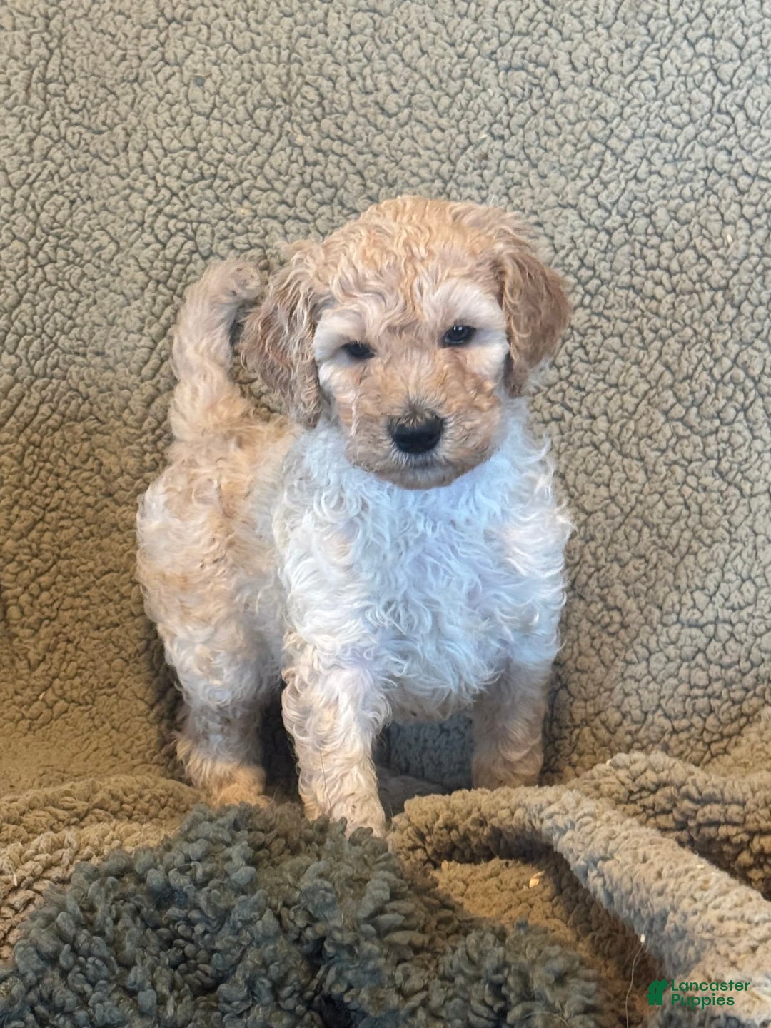Goldendoodle dogs for sale: Gorgeous Creme Doodle - Image 1