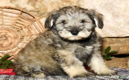 Miniature Schnauzer dogs for sale: Frosty - Image 9