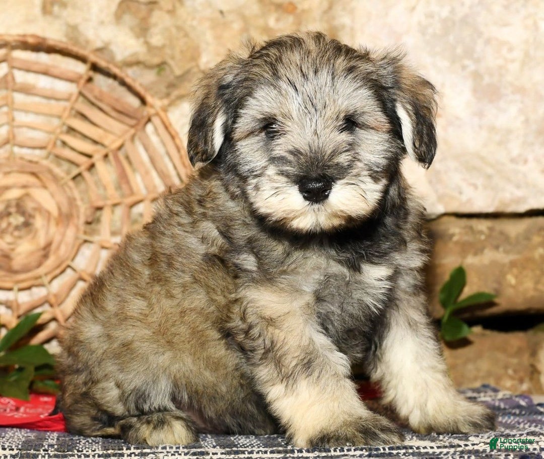 Miniature Schnauzer dogs for sale: Frosty - Image 9