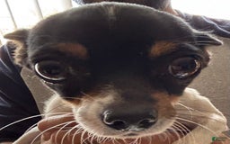 Chihuahua dogs for sale: Little Foot - Image 2