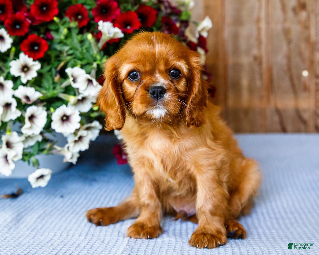 Cavalier King Charles Spaniel dogs for sale: Logan - Image 11