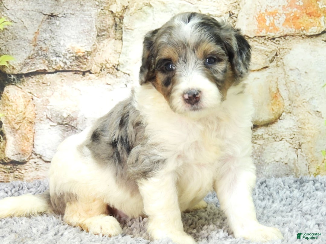 Mini Goldendoodle dogs for sale: Violet F1b - Image 6