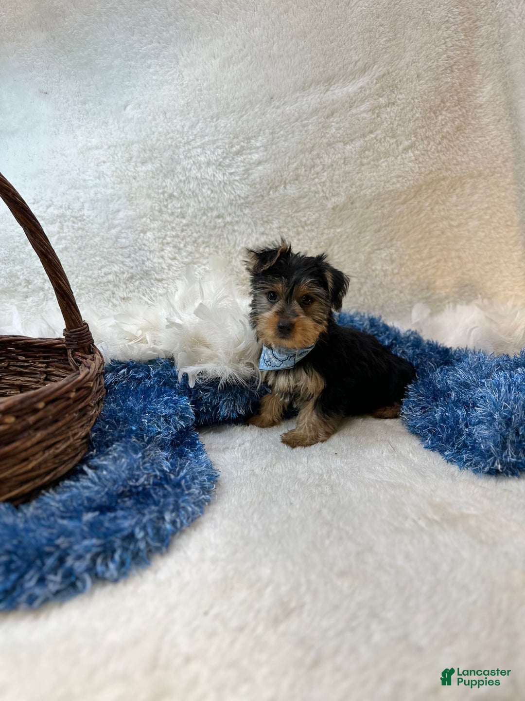 Morkie dogs for sale: Hudson James - Image 2
