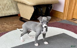 Italian Greyhound dogs for sale: Donny - Image 1