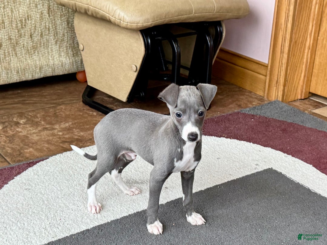 Italian Greyhound dogs for sale: Donny - Image 1