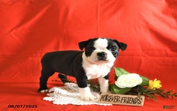 Boston Terrier dogs for sale: Lincoln - Image 2