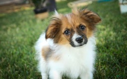 Papillon dogs for sale: Rome - Image 36