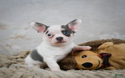 Chihuahua dogs for sale: Timon - Image 2