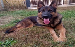German Shepherd dogs for sale: Chase - Image 5