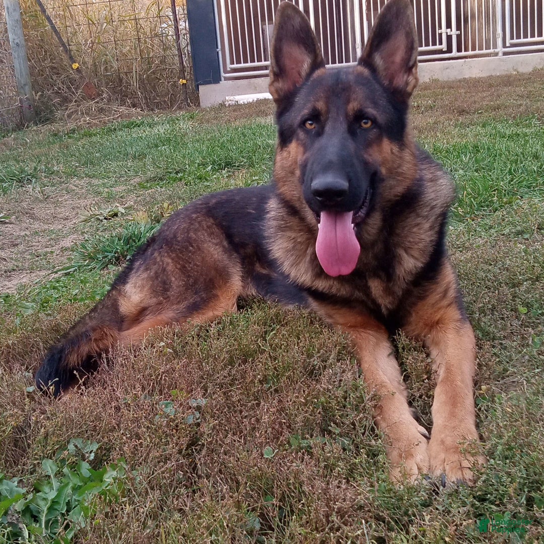 German Shepherd dogs for sale: Chase - Image 5